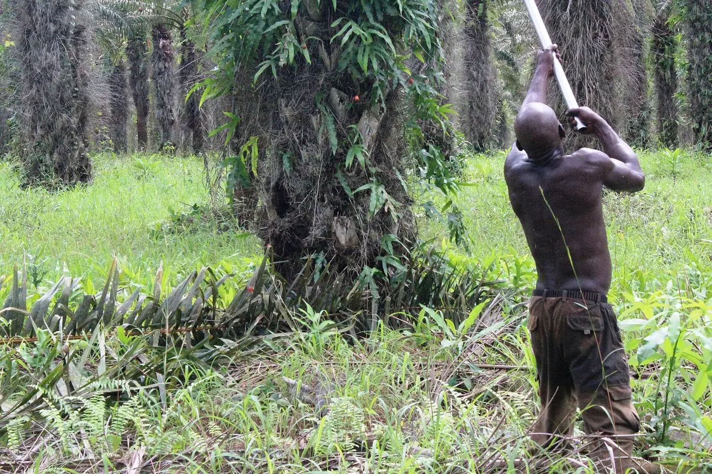 Pekerja memanen tandan buah segar di perkebunan sawit
